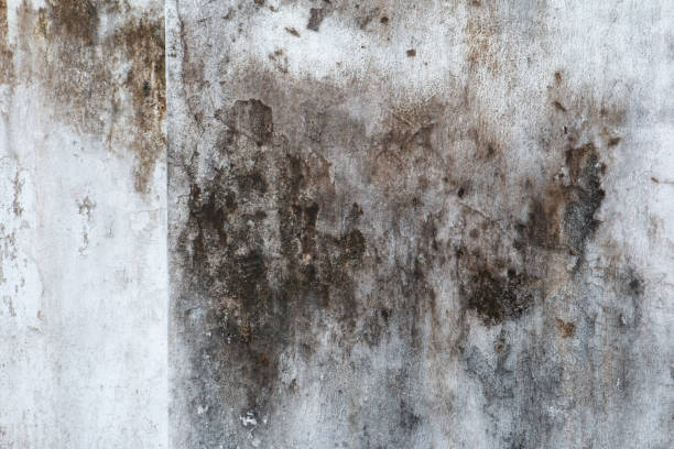 Best Forensic Mold Investigation  in Nashville, IN