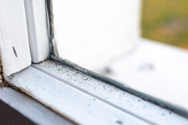 Best Attic Mold Removal  in Nashville, IN