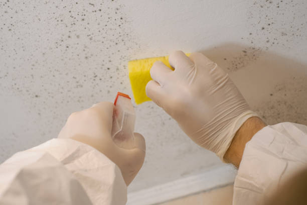Best Asbestos and Lead Testing During Mold Inspection  in Nashville, IN