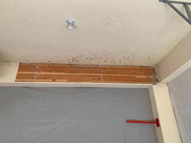 Best Mold Remediation for Rental Properties  in Nashville, IN