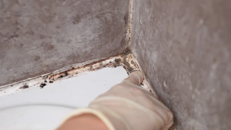 Best Dehumidification Services  in Nashville, IN